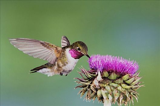 宽尾蜂鸟,雄性,飞行,蓟属植物,落基山国家公园,科罗拉多,美国
