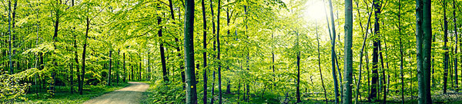 绿色,树林,全景,风景