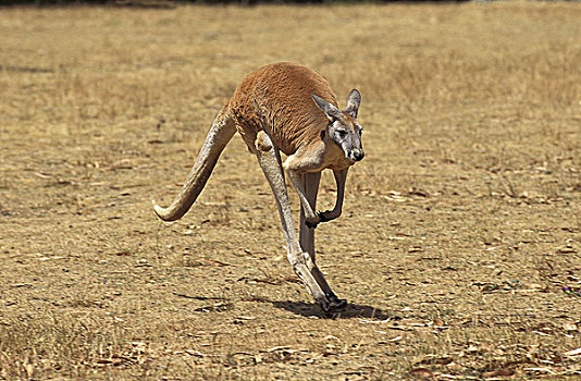 红袋鼠,雄性,澳大利亚