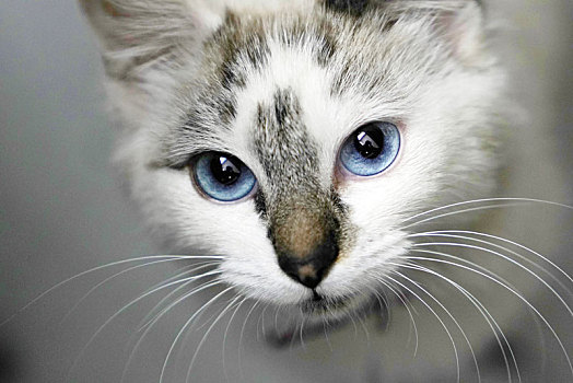 猫,蓝眼睛,清澈,透亮