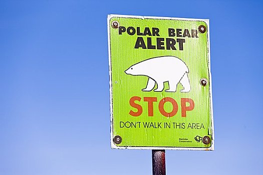 北极熊,警示,标识,丘吉尔市,曼尼托巴,加拿大