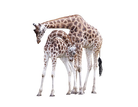 两个,站立,长颈鹿,隔绝,白色背景,背景