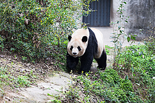 可愛,大熊貓,動物園