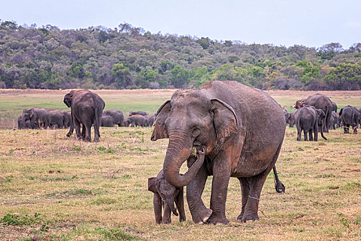 听,斯里兰卡人,大象,象属,动物,小动物,国家公园,斯里兰卡,亚洲