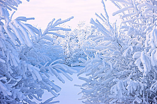 积雪,针叶树