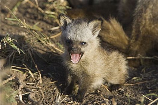 大耳狐,四个,星期,老,幼仔,哈欠,马赛马拉国家保护区,肯尼亚