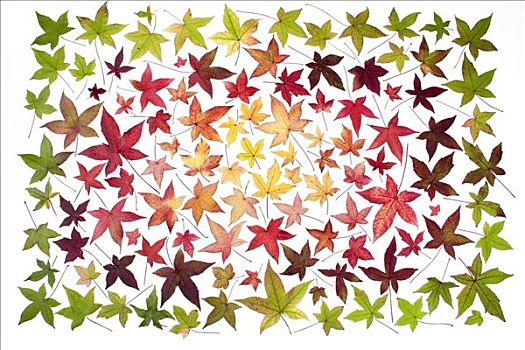 收集,不同,秋天,色彩,叶子,一个,树