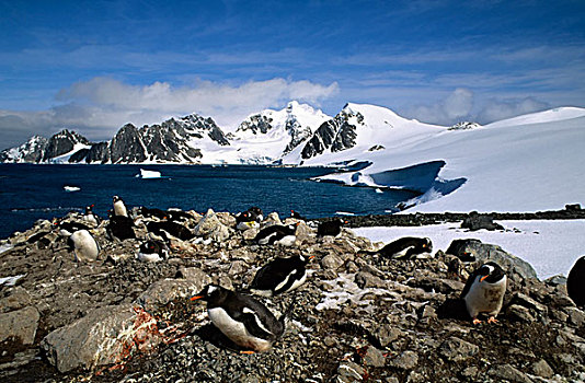南极,南,奥克尼群岛,岛屿,巴布亚企鹅,孵卵
