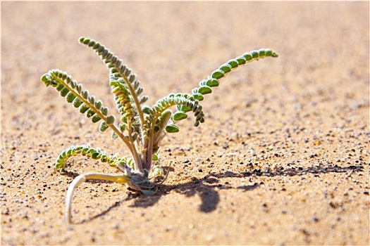 小,沙漠植物,沙子
