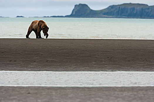 棕熊,卡特麦国家公园,走,海滩