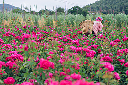 云南食用玫瑰花基地