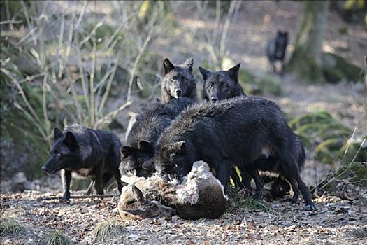 东方,大灰狼,狼,非洲野犬属,黑色,输入
