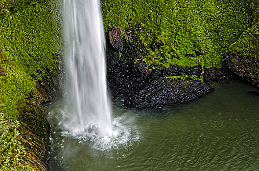 婚纱瀑,围绕,密集,雨林,北岛,新西兰
