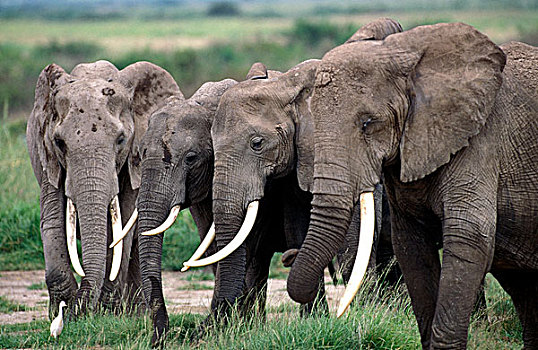 非洲象,牧群,走,大草原,肯尼亚