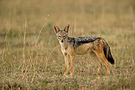 黑背狐狼,马塞马拉野生动物保护区,肯尼亚