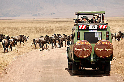 坦桑尼亚,塞伦盖蒂,旅游,吉普车,角马,牧群