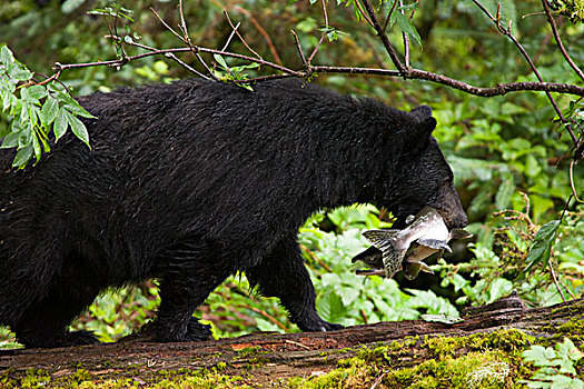 黑熊,美洲黑熊,雌性,粉色,三文鱼,太平洋鲑属,捕食,溪流,通加斯国家森林,阿拉斯加
