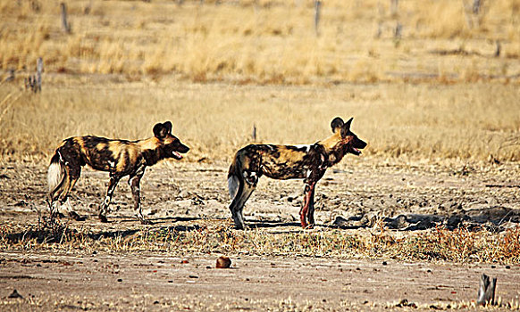 非洲野犬属,非洲野狗