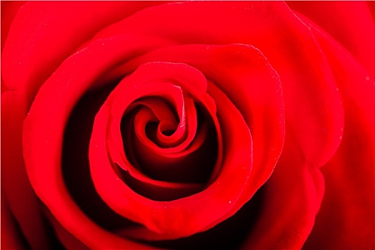 特写,红玫瑰,花,爱情,自然,背景
