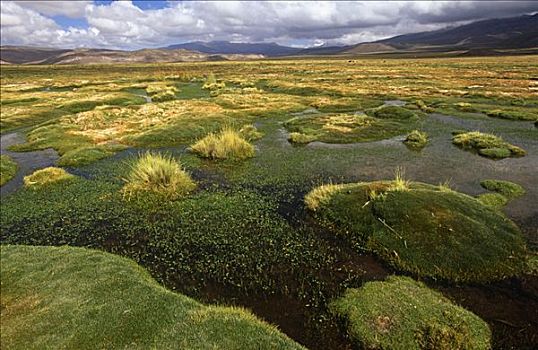 南美大草原,草地,围绕,普韦布洛,乡村,国家公园,智利