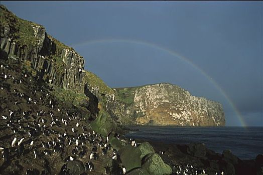 企鹅,栖息地,彩虹,湾,海岸,岛屿,新西兰