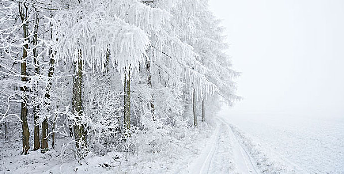 落叶松属植物,树林,遮盖,白霜,雪,边缘,地点,雾,地区,萨克森安哈尔特,德国