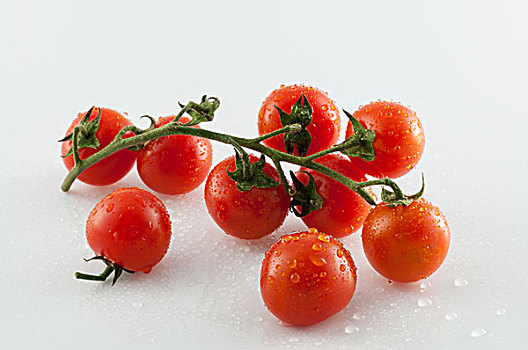 西红柿,白色背景,背景