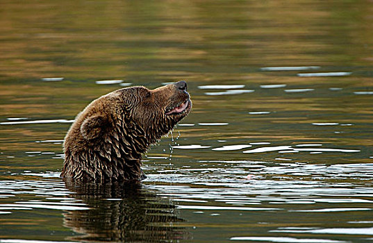 褐色,熊,在河,头露出水面,阿拉斯加,美国