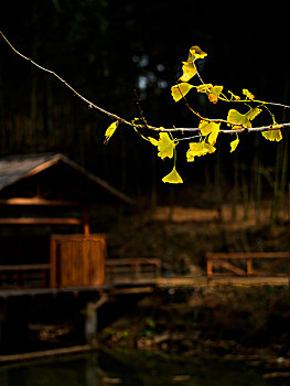 小溪边的秋季银杏叶与亭子