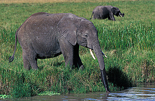 非洲象,幼兽,喝,水边,洞,肯尼亚