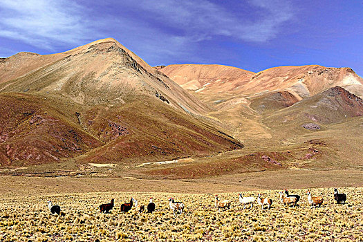 玻利维亚,南美,牧群,美洲驼