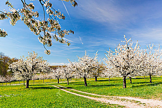 盛开,樱桃树,牧场,春天,瑞士