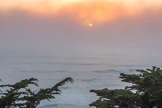 太平洋,雾状,日落,柏树