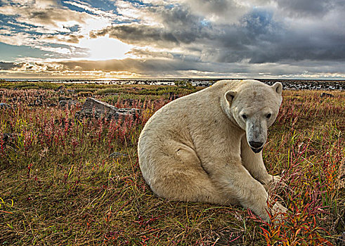 北极熊,坐,草,哈得逊湾,曼尼托巴,加拿大