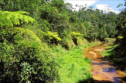 马达加斯加,风景,预留,河,翠绿