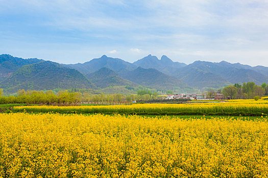 秦岭山下油菜花