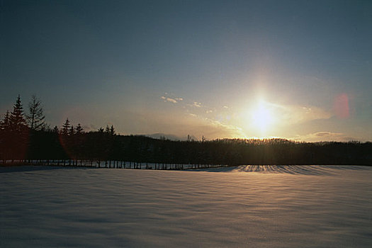 朝日,雪原,树