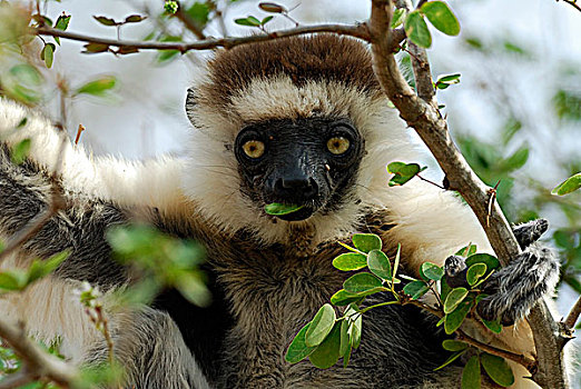 马达加斯加狐猴,维氏冕狐猴,干燥,树林,预留,南,马达加斯加