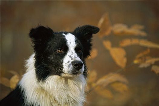 博德牧羊犬,狗,肖像,秋天