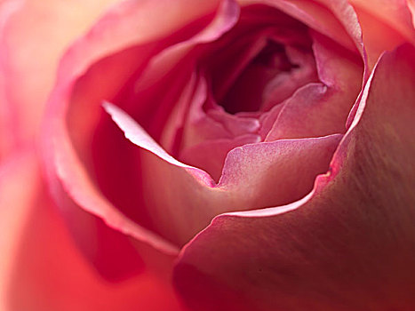 粉红玫瑰,盛开,特写