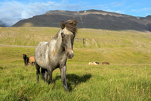 灰色,冰岛马,马,草场,冰岛,欧洲