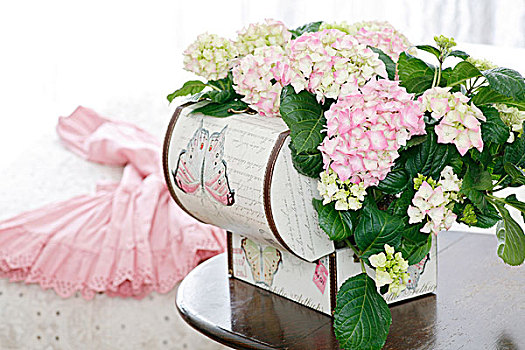 粉红色,八仙花属,桌上