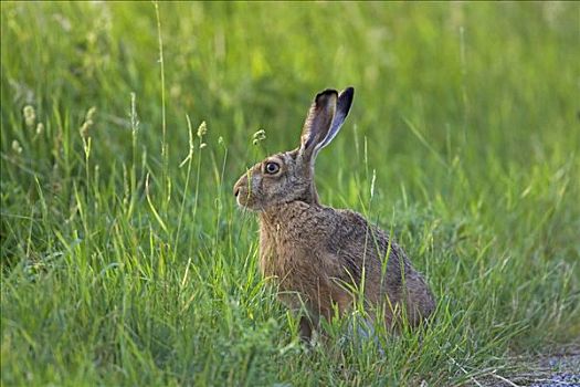 欧洲野兔,棕兔,新希德尔湖,奥地利,欧洲