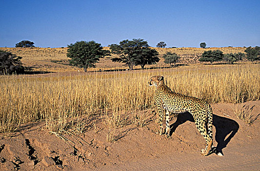 印度豹,猎豹,卡拉哈迪大羚羊国家公园,卡拉哈里沙漠,南非,非洲