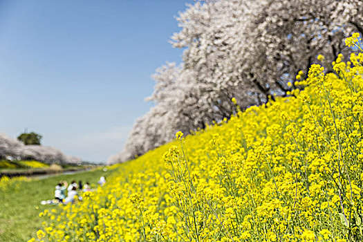 日本