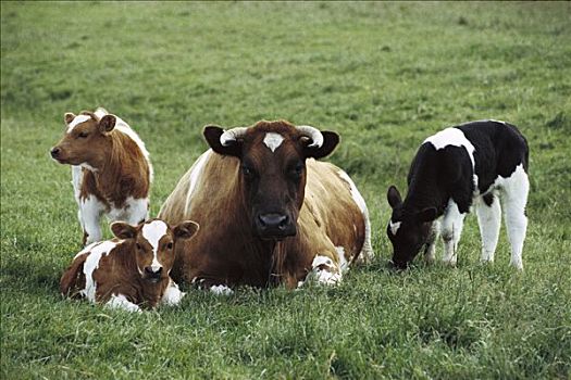 家牛,母兽,三个,幼兽,德国