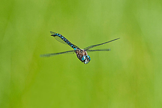 变化,绿蜻蜓,湿地