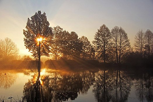 树,水塘,日出,早晨,十一月,斯瓦比亚,巴登符腾堡,德国,欧洲