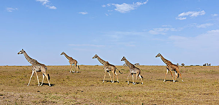 大草原,马萨伊,长颈鹿,马赛马拉国家保护区,肯尼亚,非洲