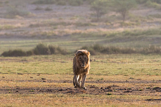 雄性,狮子,恩戈罗恩戈罗,保护区,塞伦盖蒂,坦桑尼亚